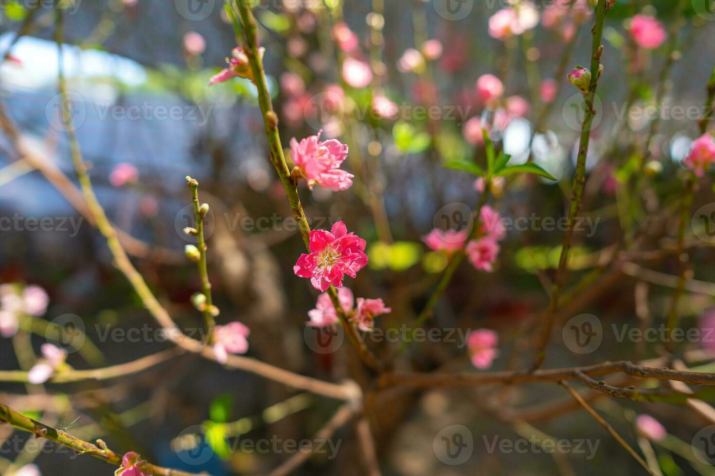 colorida Rosa flores flor dentro pequeno Vila antes tet festival, Vietnã lunar ano. Visão do pêssego galhos e cereja flores com vietnamita Comida para tet feriado foto