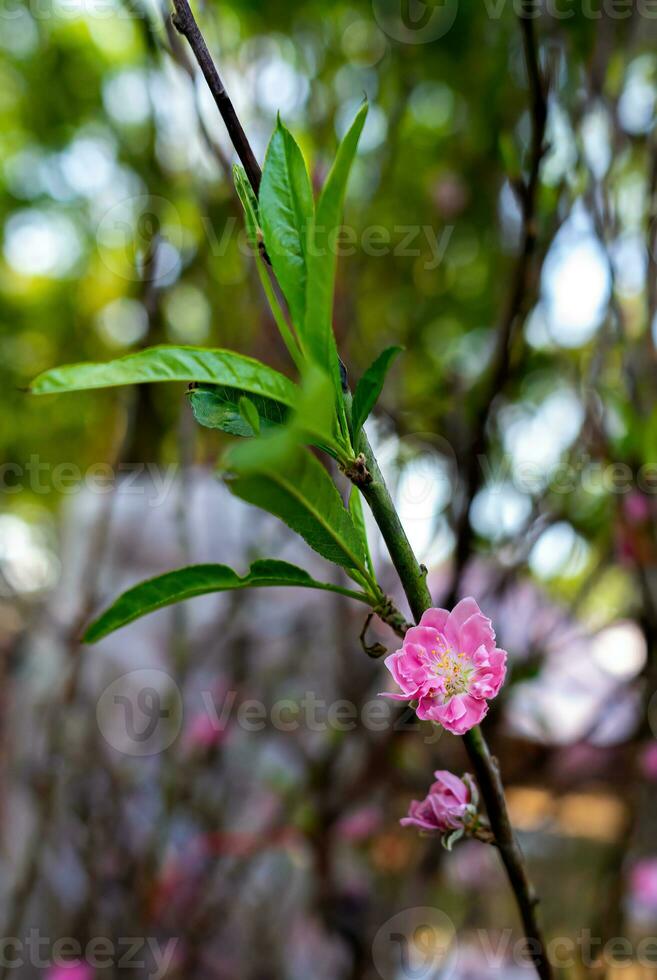 colorida Rosa flores flor dentro pequeno Vila antes tet festival, Vietnã lunar ano. Visão do pêssego galhos e cereja flores com vietnamita Comida para tet feriado foto