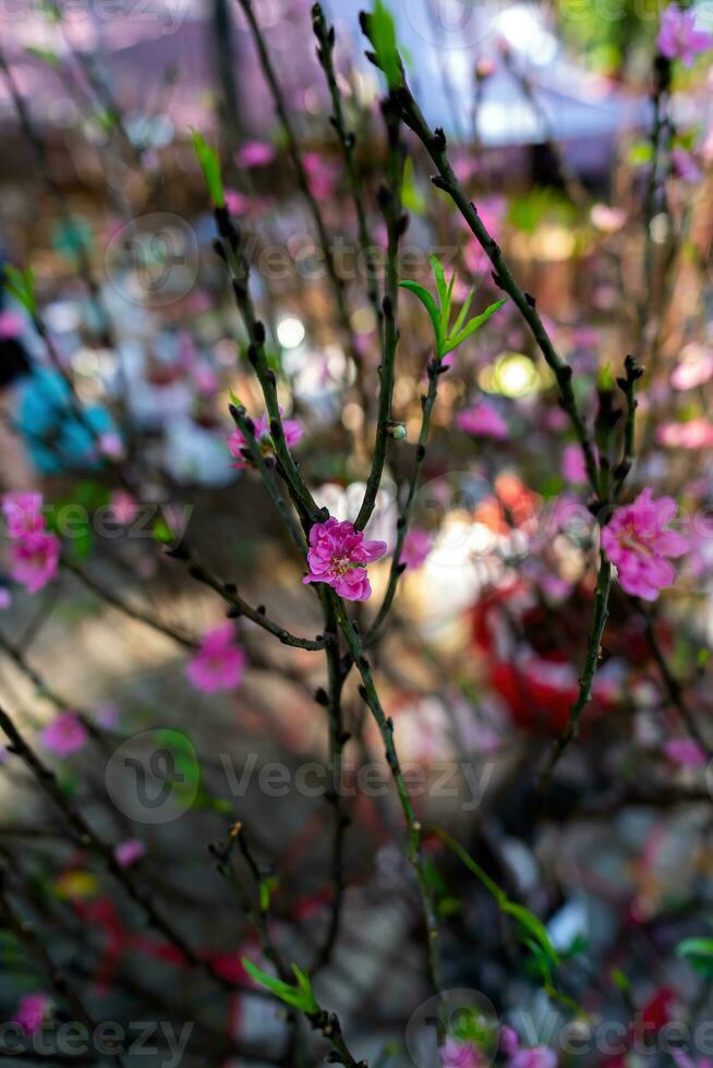 colorida Rosa flores flor dentro pequeno Vila antes tet festival, Vietnã lunar ano. Visão do pêssego galhos e cereja flores com vietnamita Comida para tet feriado foto