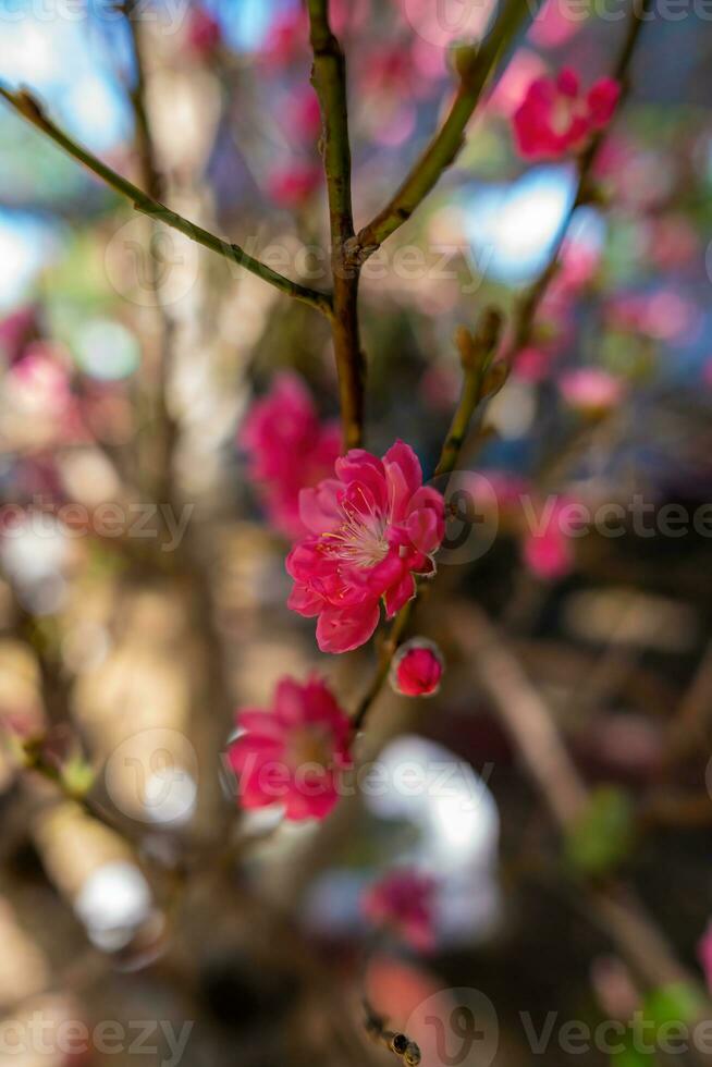 colorida Rosa flores flor dentro pequeno Vila antes tet festival, Vietnã lunar ano. Visão do pêssego galhos e cereja flores com vietnamita Comida para tet feriado foto