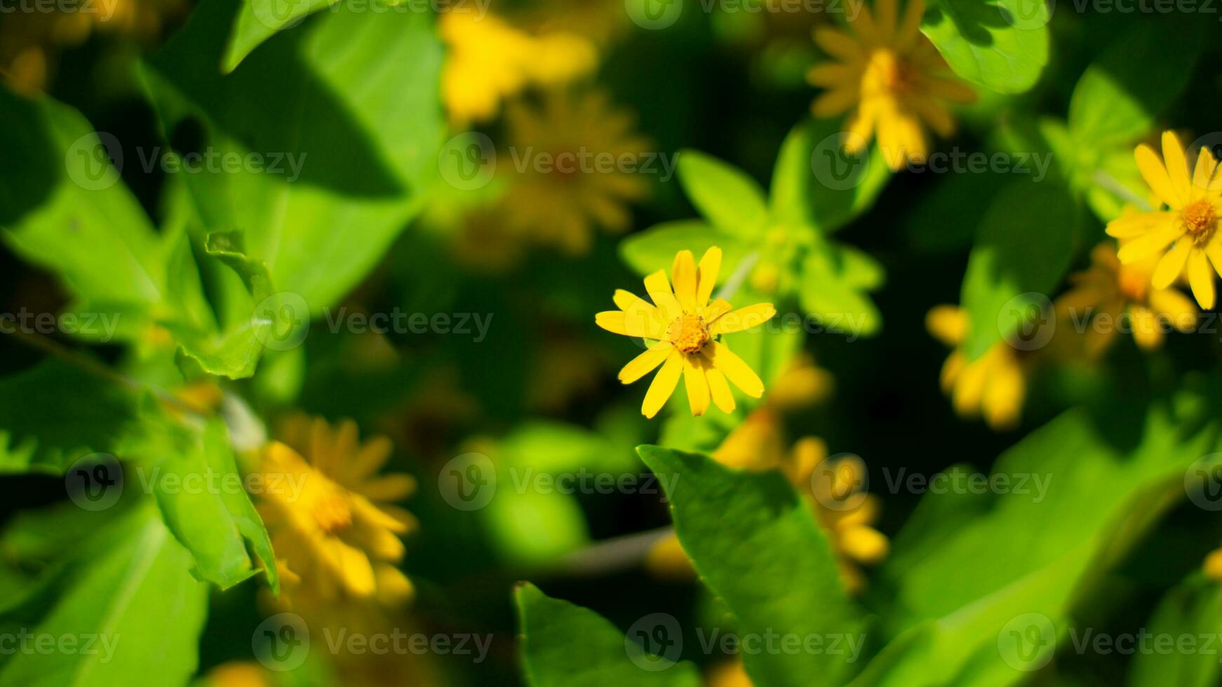 natureza amarelo flor e folha foto