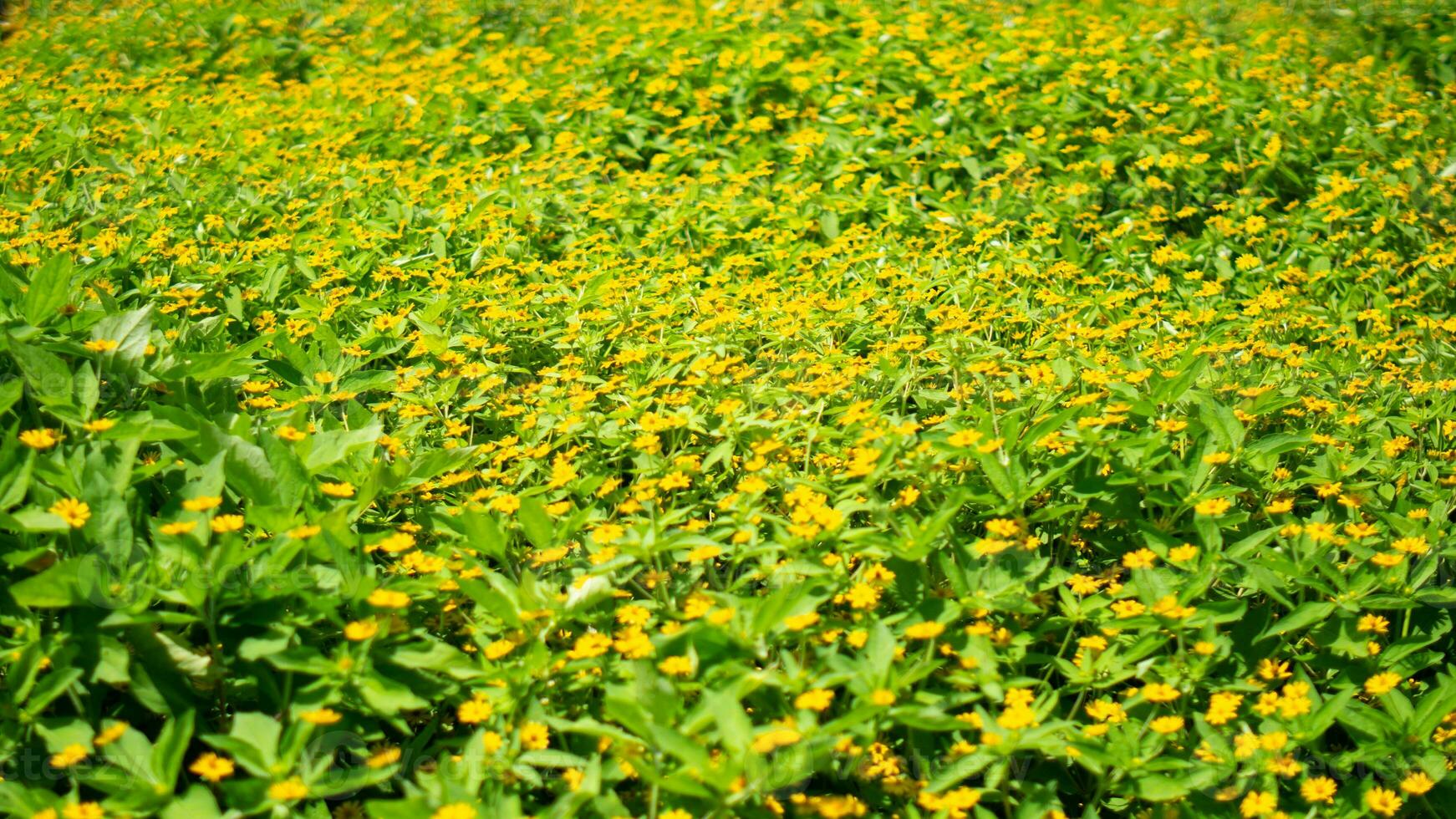 natureza amarelo flor e folha foto