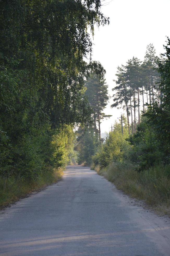 trilhas de caminhões em estrada rural na floresta foto