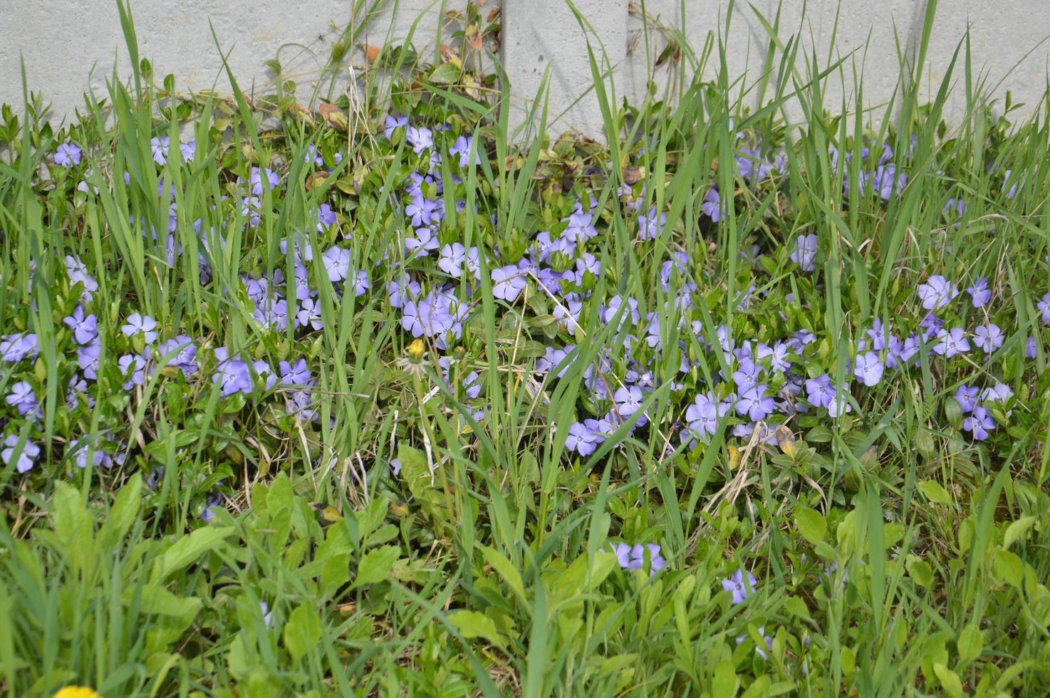 flores azuis floresceram no país foto