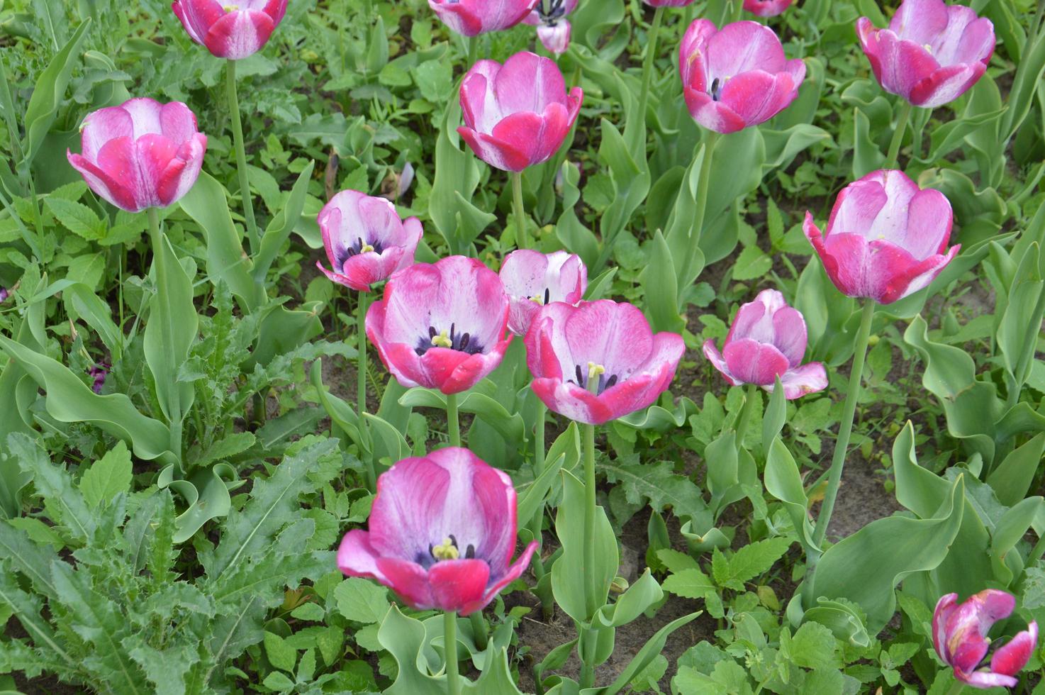 textura de um campo de tulipas coloridas foto