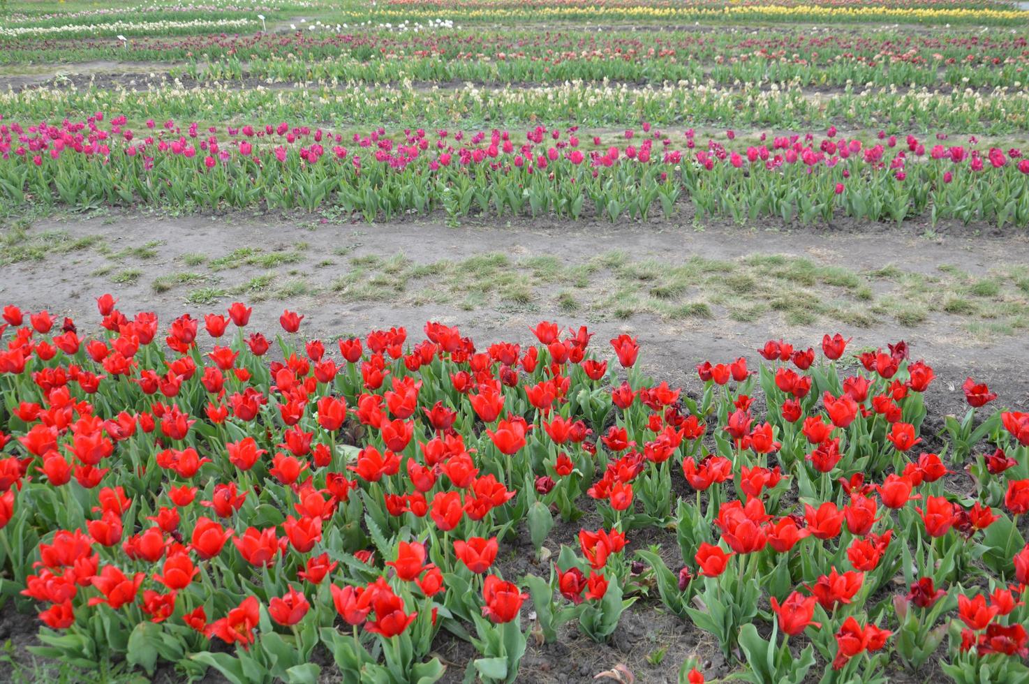 textura de um campo de tulipas coloridas foto