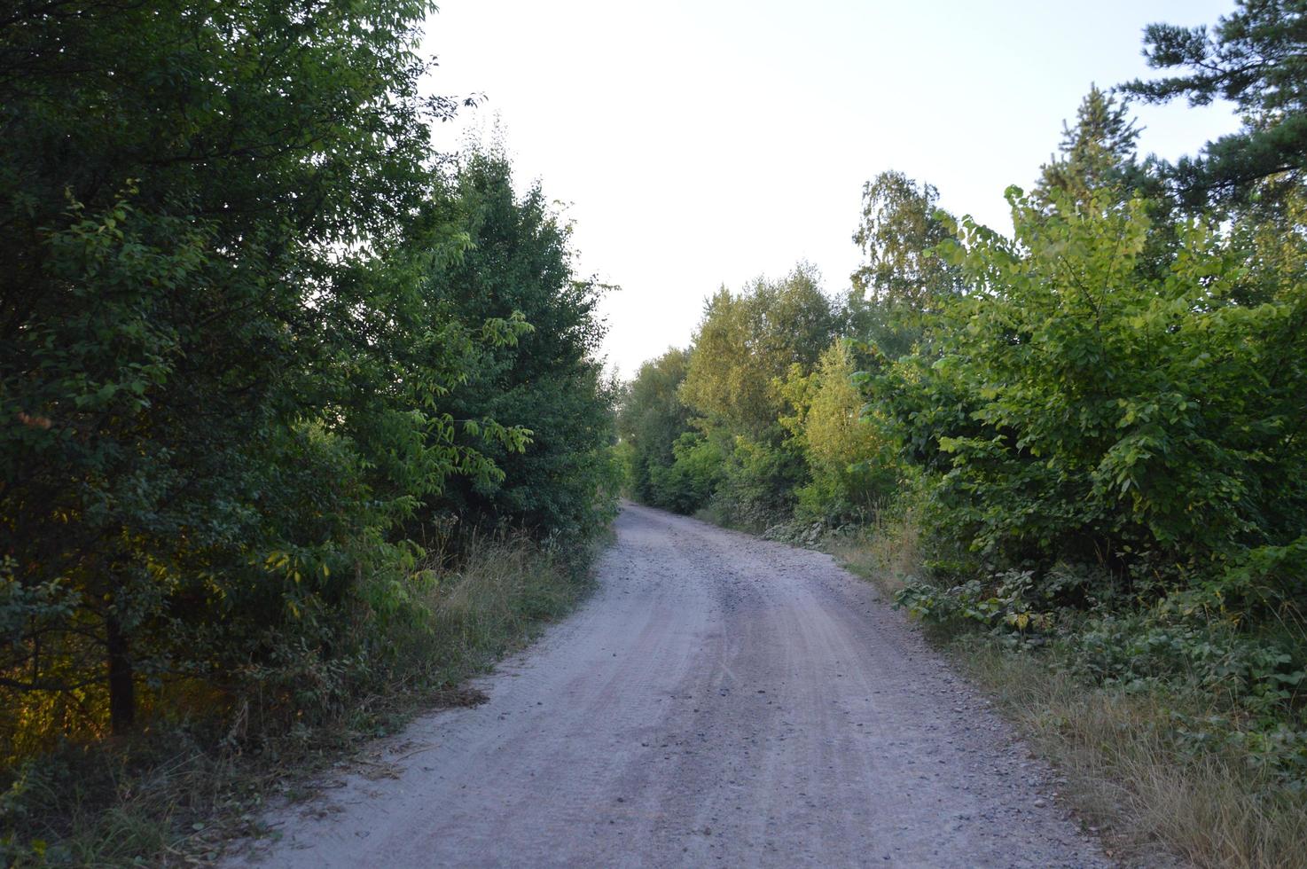 trilhas de caminhões em estrada rural na floresta foto