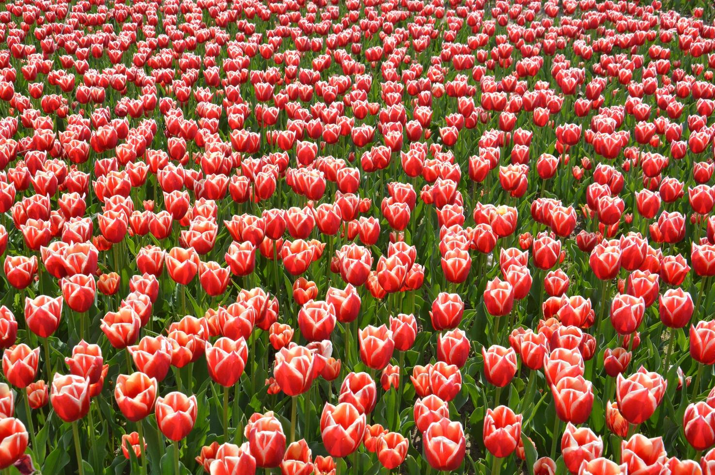 textura de um campo de tulipas coloridas foto