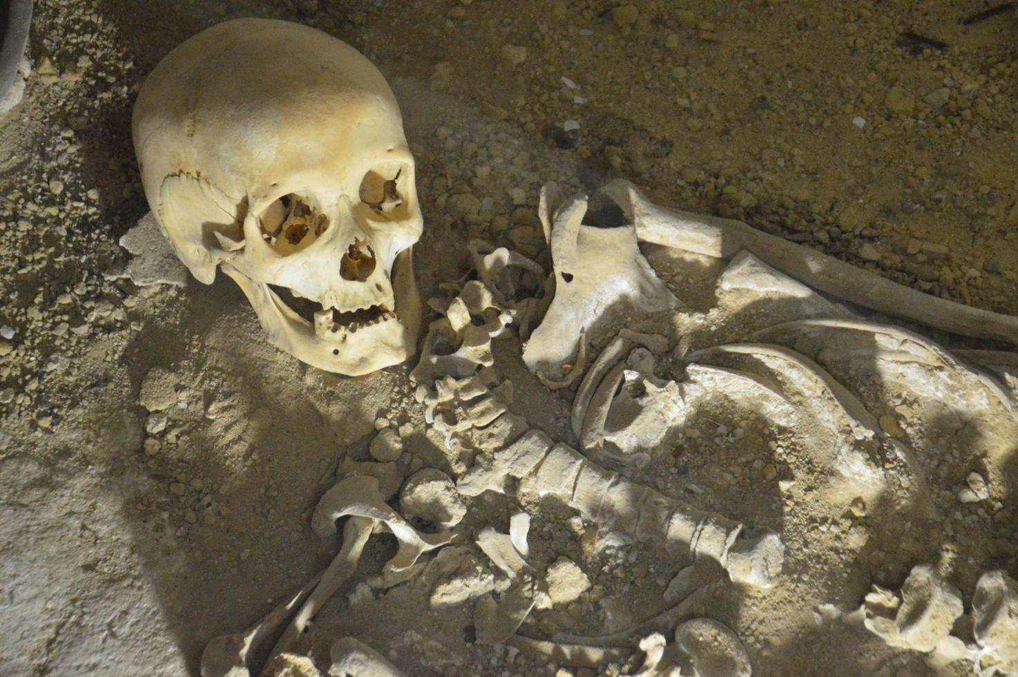 esqueletos antigos repousam em uma prateleira no interior foto