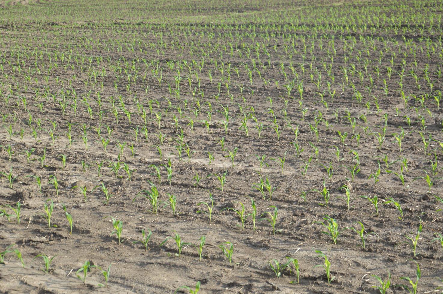 um campo arado nas colinas foto