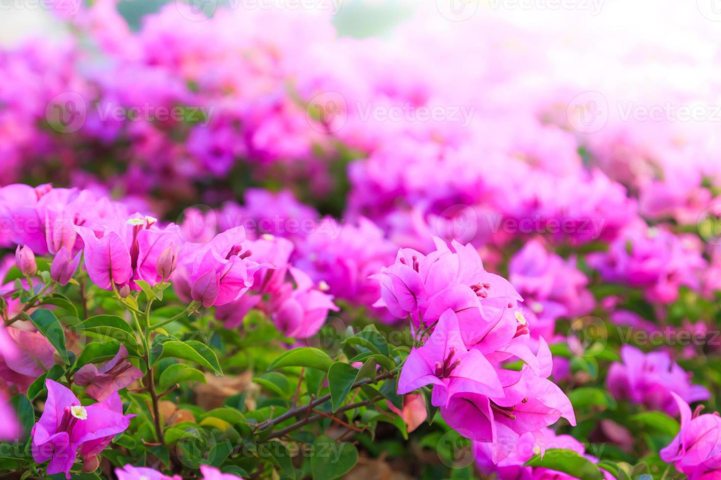 flores de buganvílias ao ar livre foto