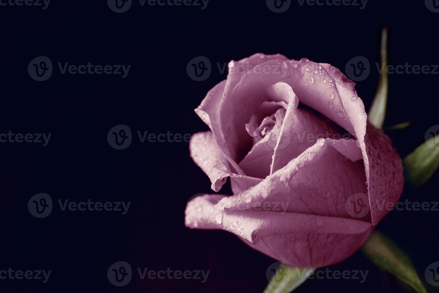 close-up rosa rosa foto