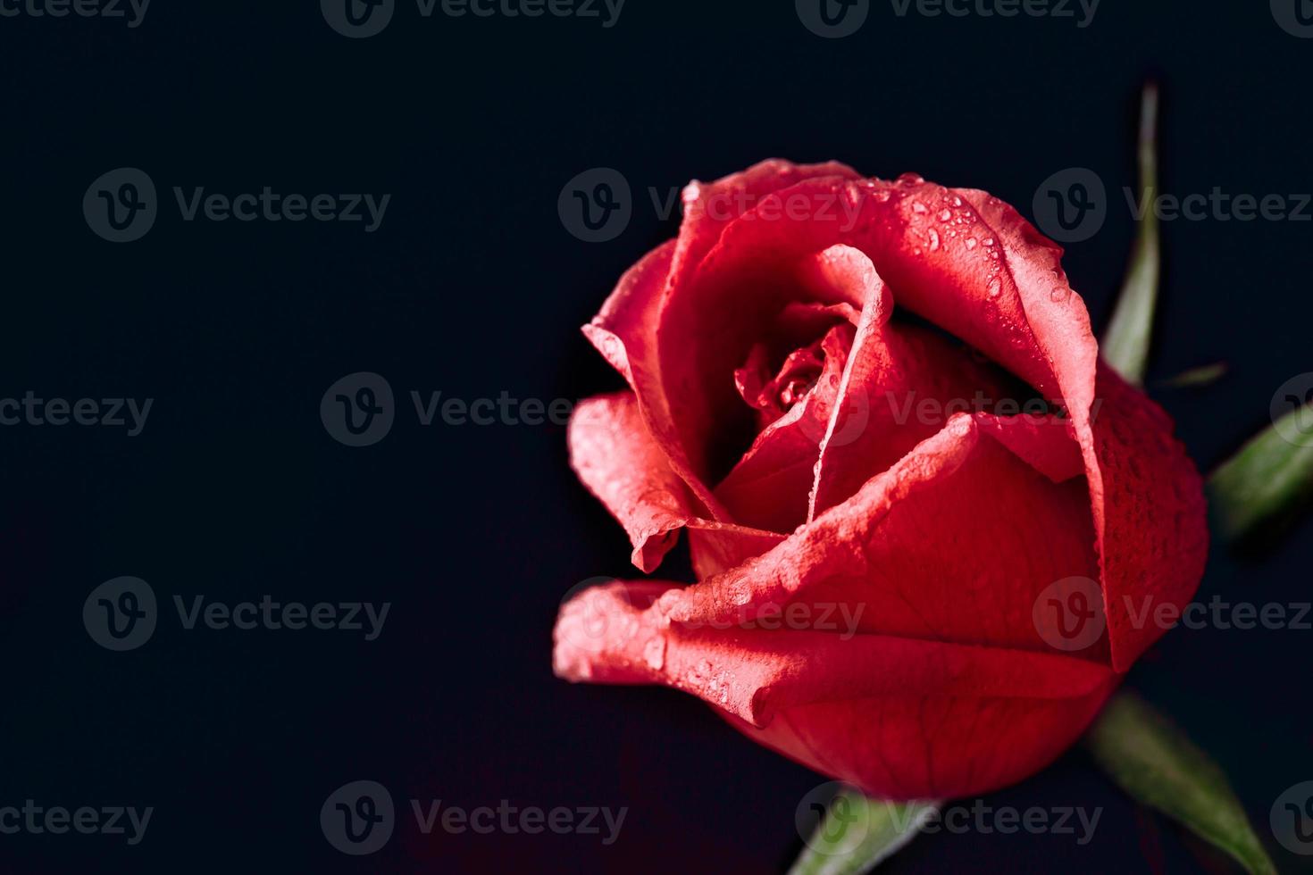 rosa vermelha close-up foto