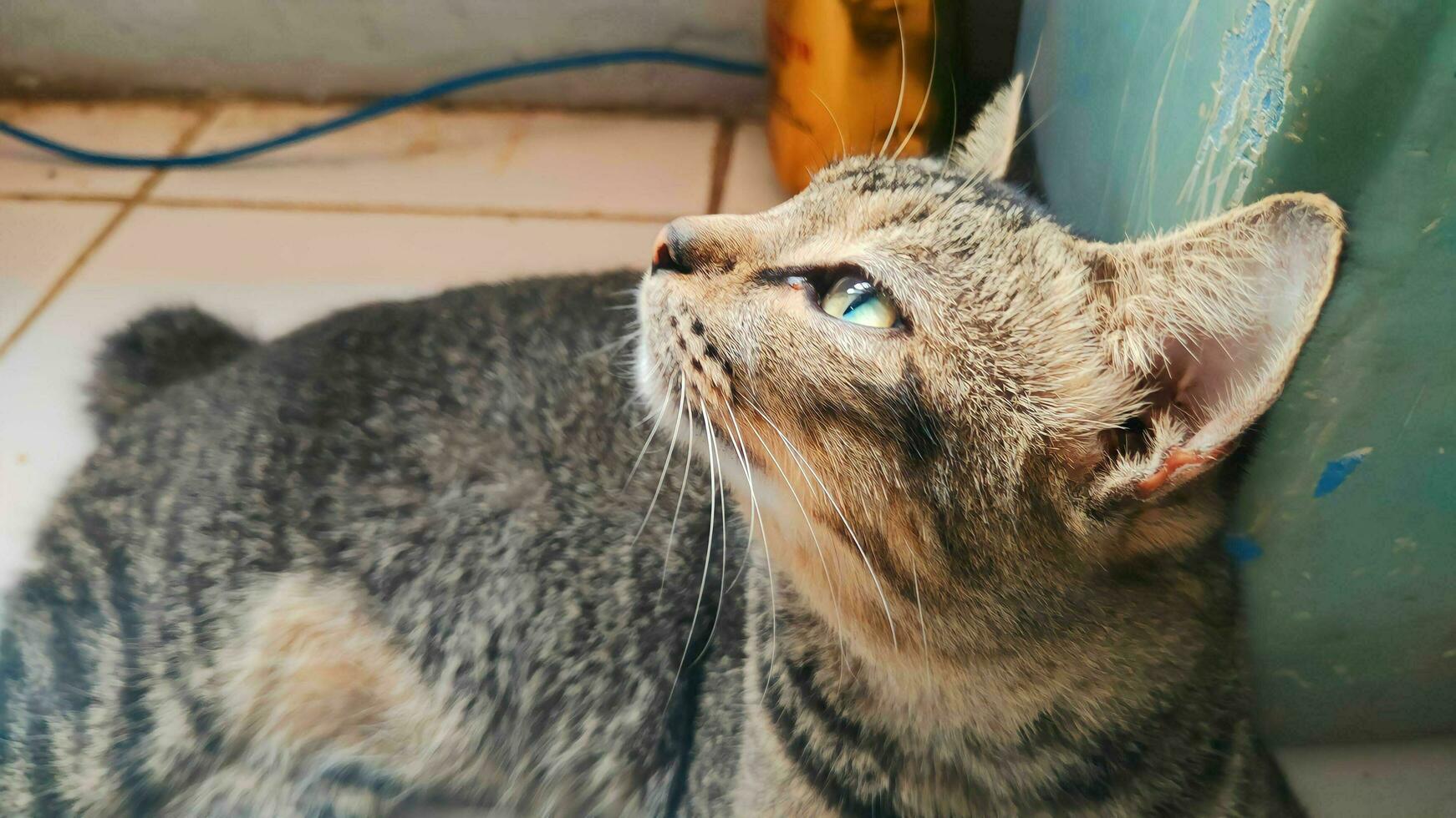 a adulto masculino doméstico gato é relaxante em a chão foto