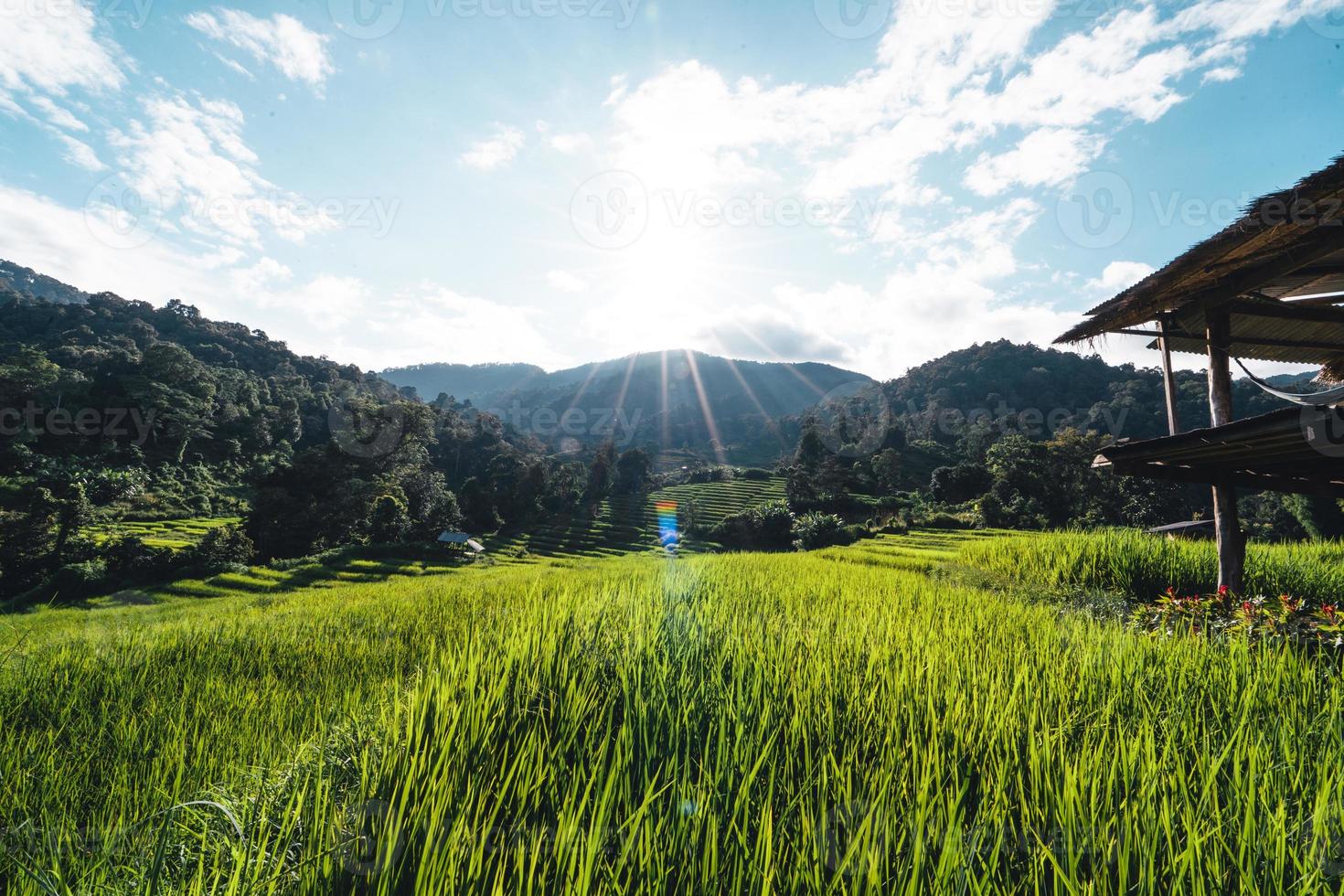 campos de arroz na montanha à noite foto