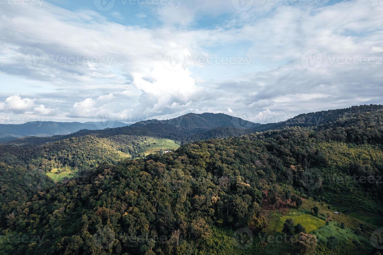 campos de arroz verdes na estação chuvosa de cima para baixo foto