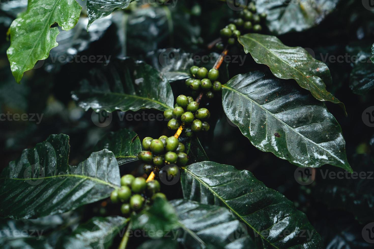 plantação de café na floresta enevoada no sul da Ásia foto