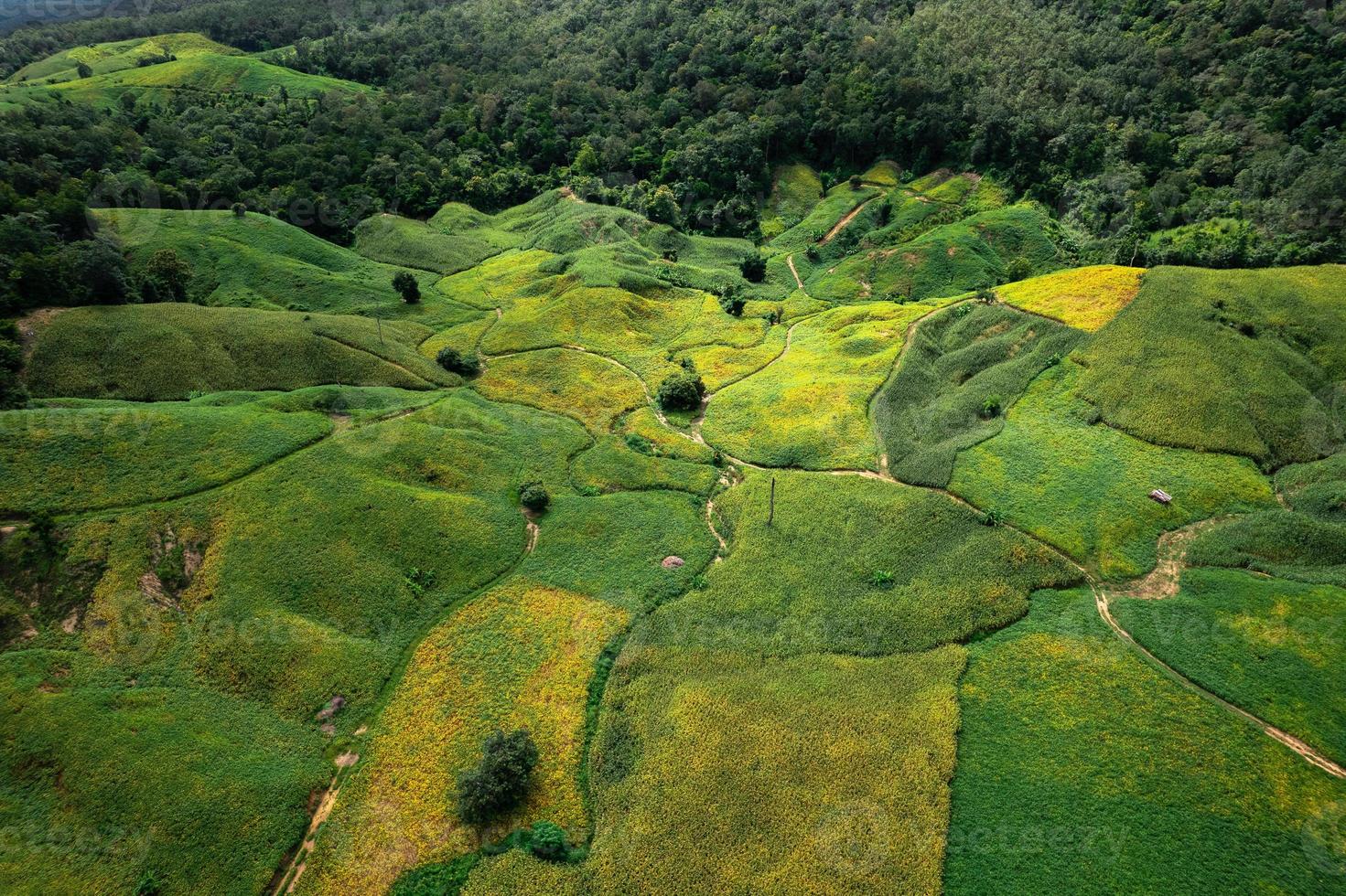 vistas do cenário do campo e campos verdes em um dia claro foto