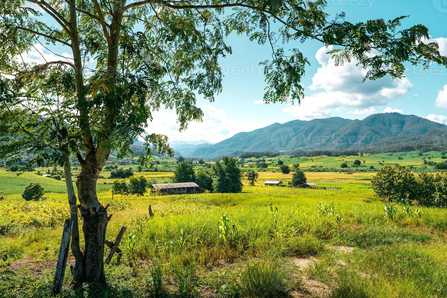 vistas do cenário do campo e campos verdes em um dia claro foto