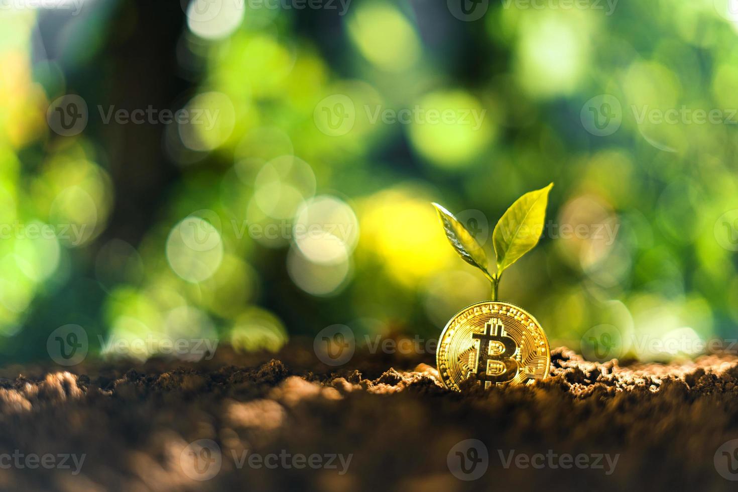 crescimento de bitcoin, moedas de bitcoin no chão e as folhas crescem. foto
