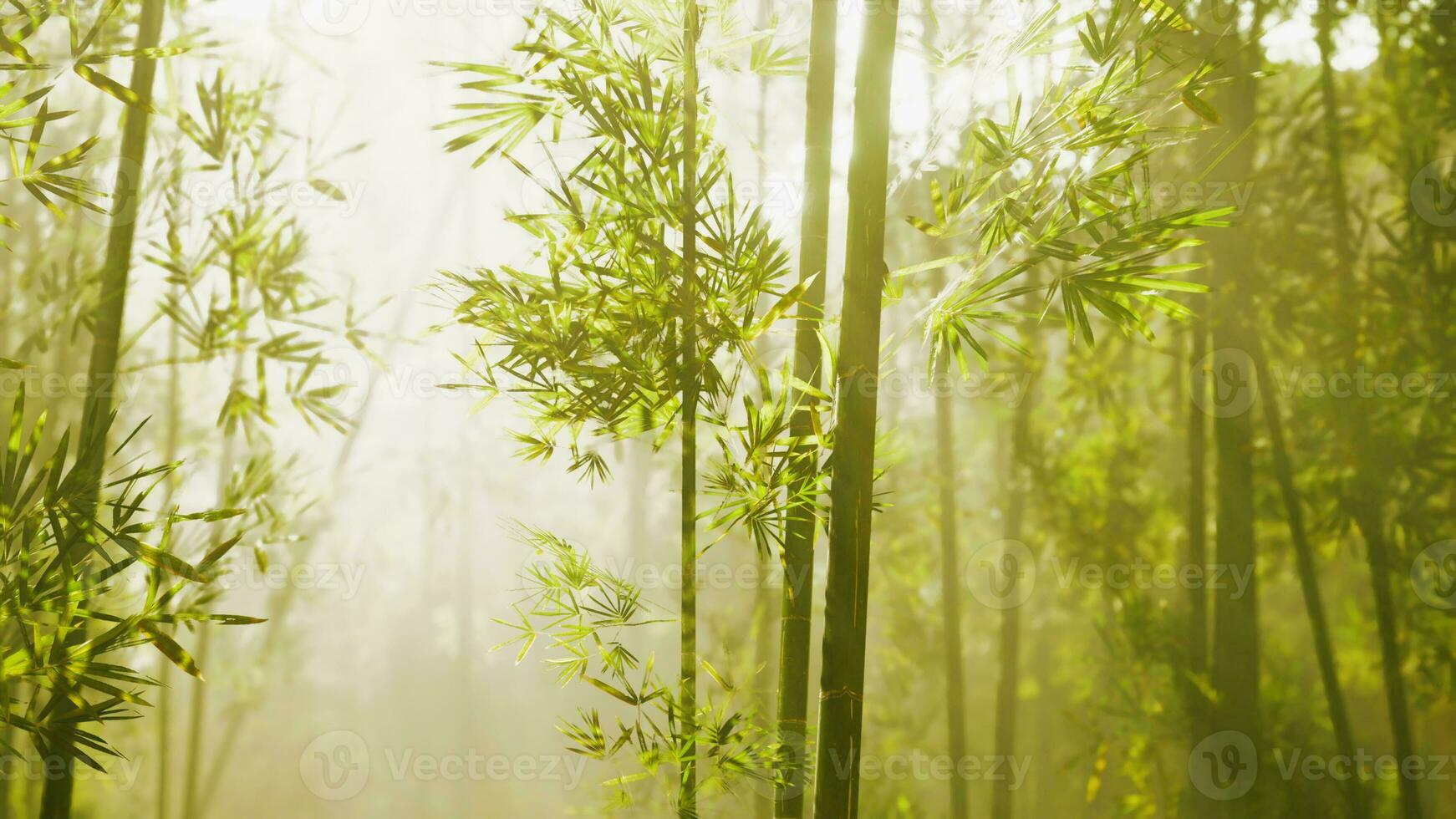 bambu floresta mostrando fora Está verdura foto