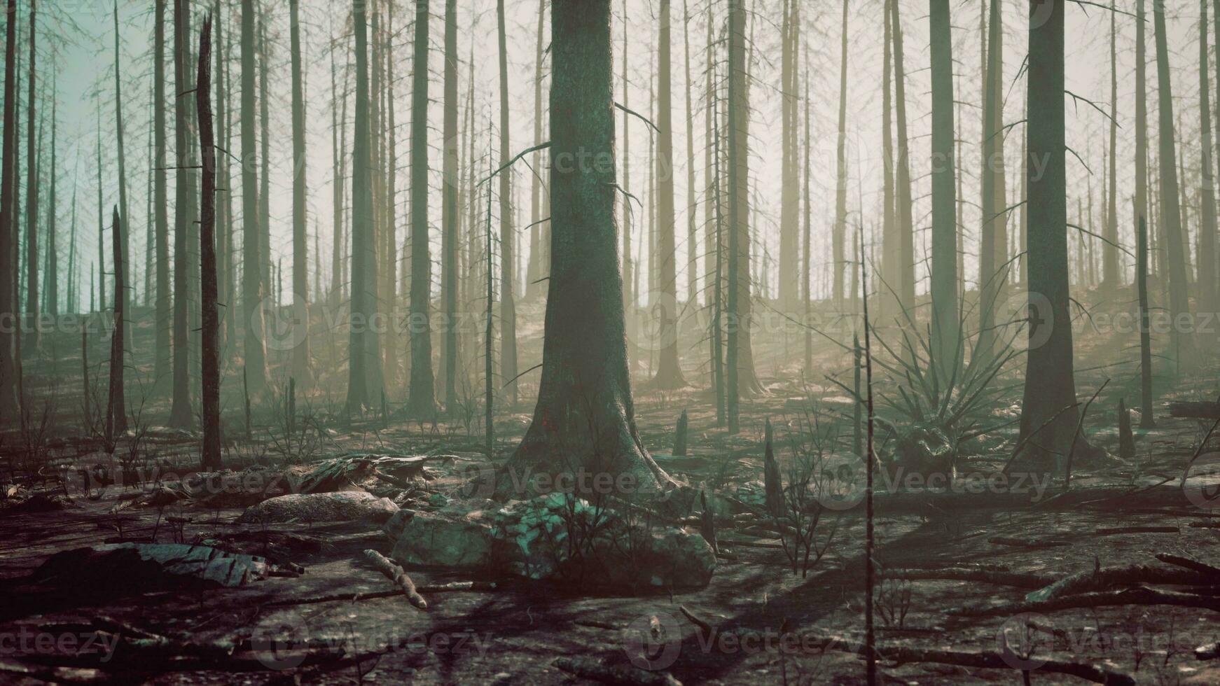 floresta com fumaça arte fogo foto