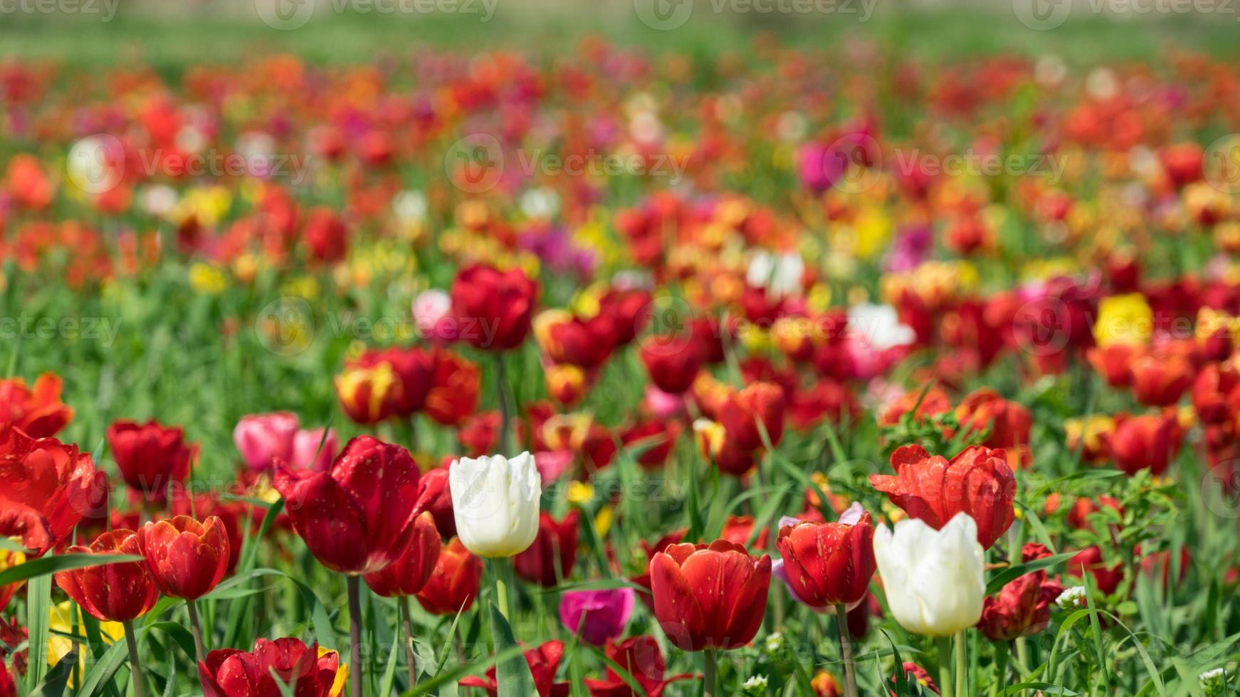 Prado de tulipas multicoloridas perto de krasnodar, na Rússia. foto