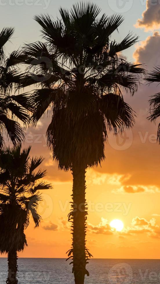 palmeira na praia contra o céu colorido do pôr do sol com nuvens. tel aviv, israel. foto