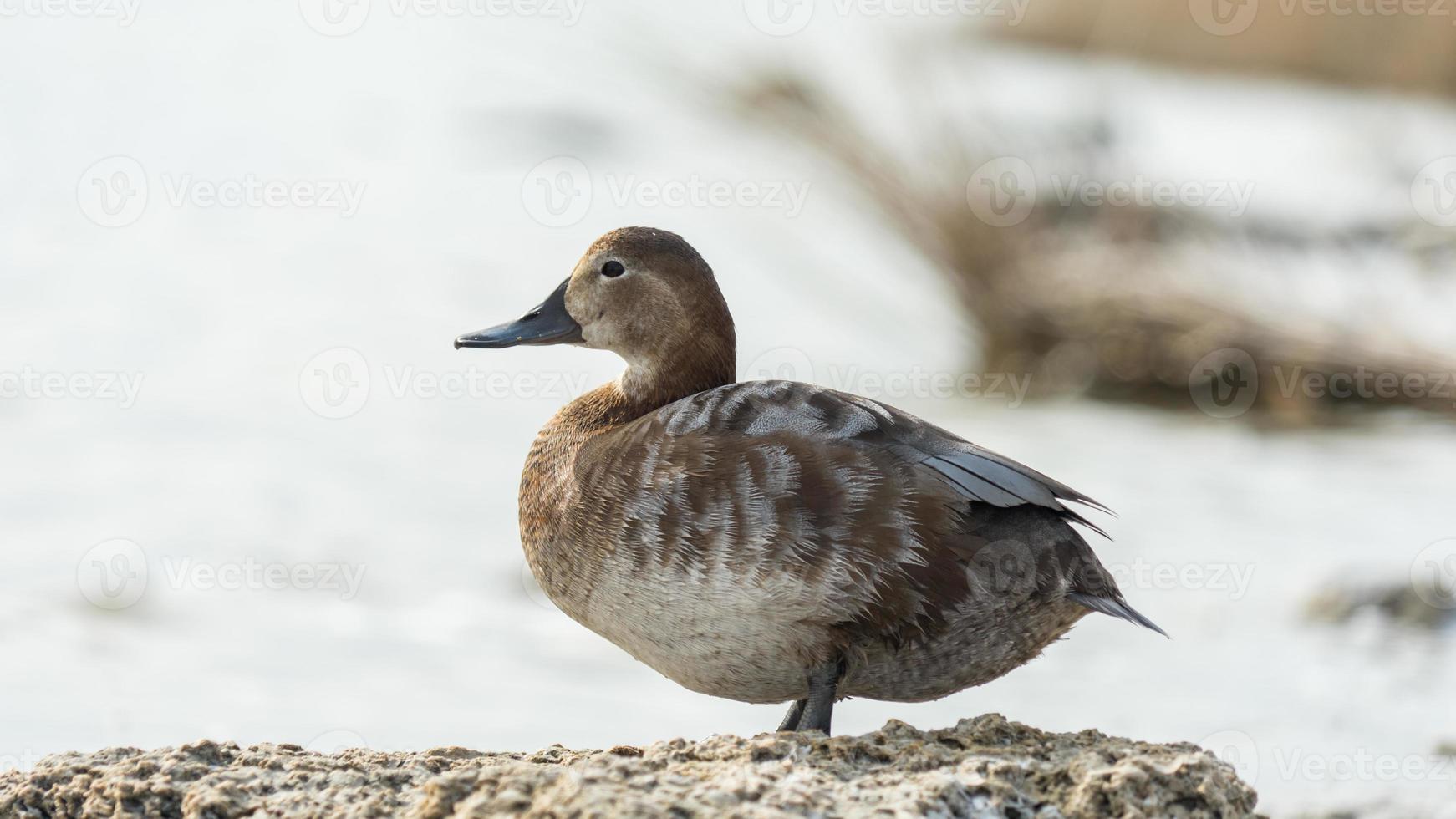 pato de perto, lago sasyk-sivash em evpatoria, crimeia foto