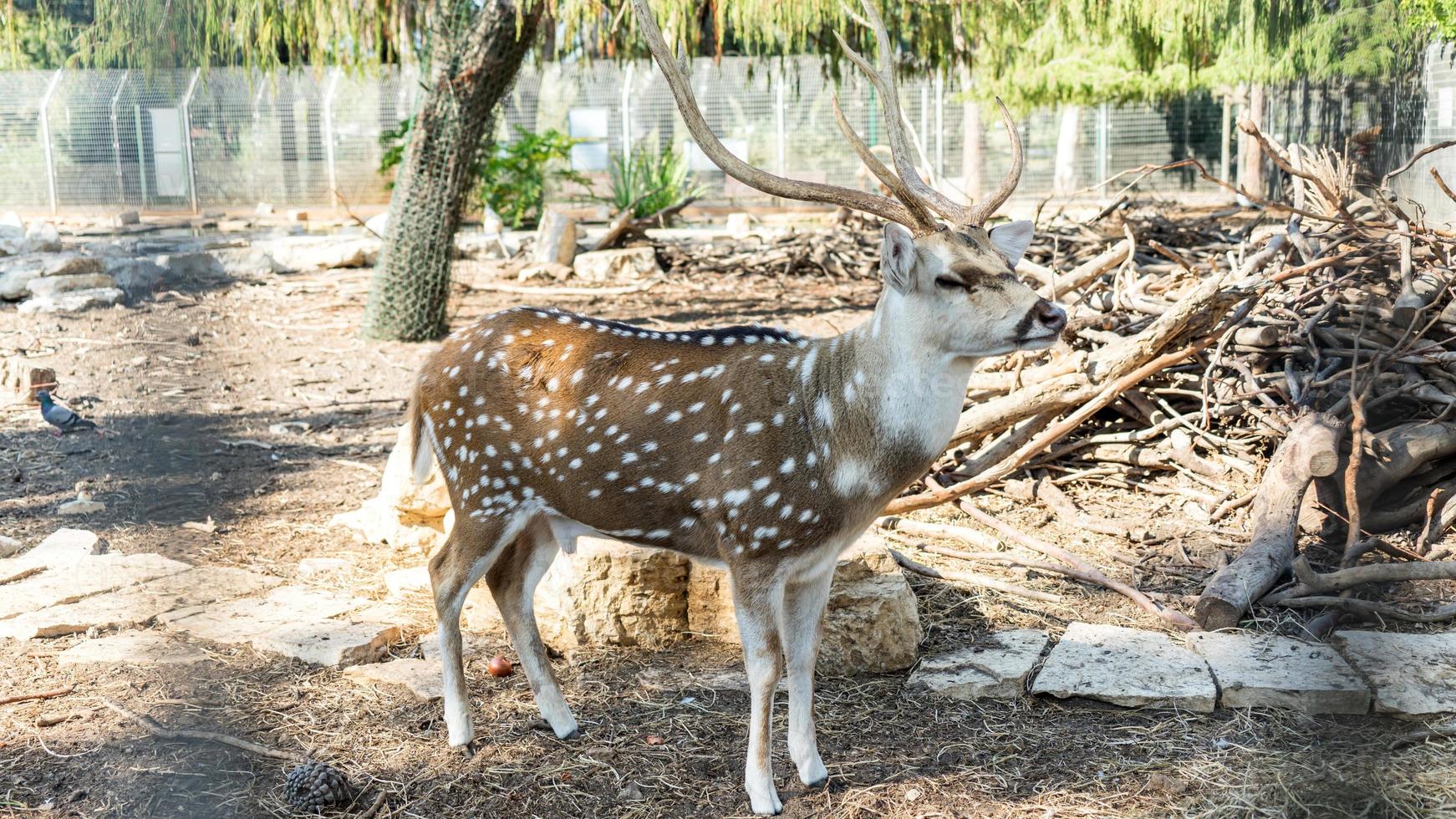 um lindo cervo malhado em um parque yarkon foto