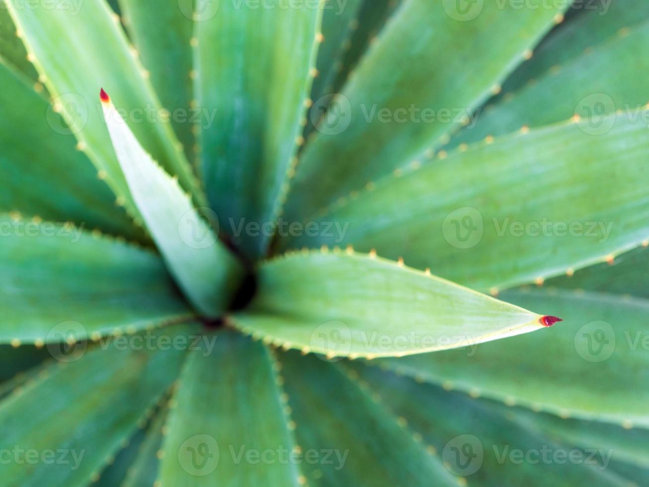 close-up de planta suculenta, espinho e detalhe nas folhas da planta de agave foto