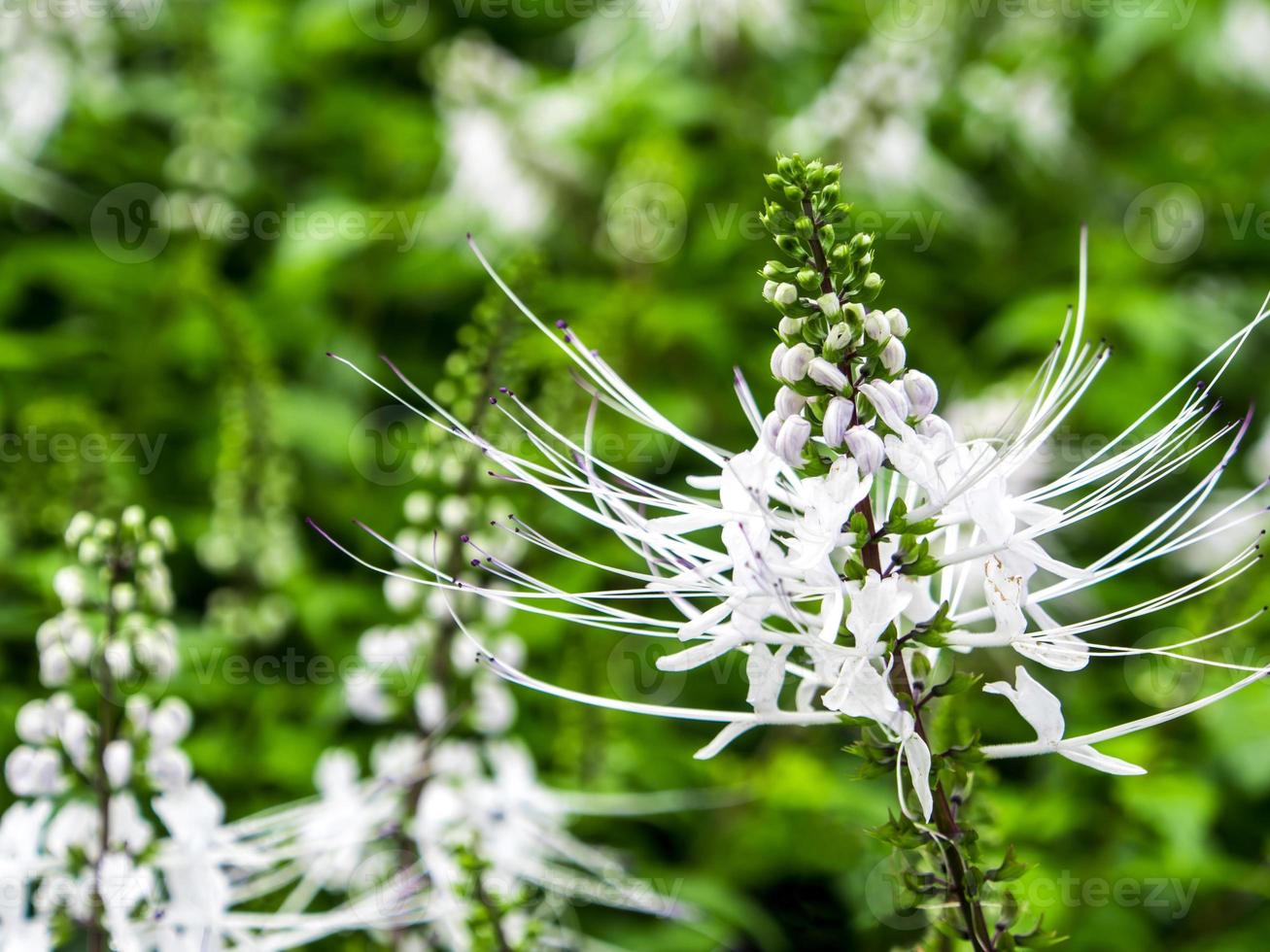 plantação de flores brancas no jardim foto