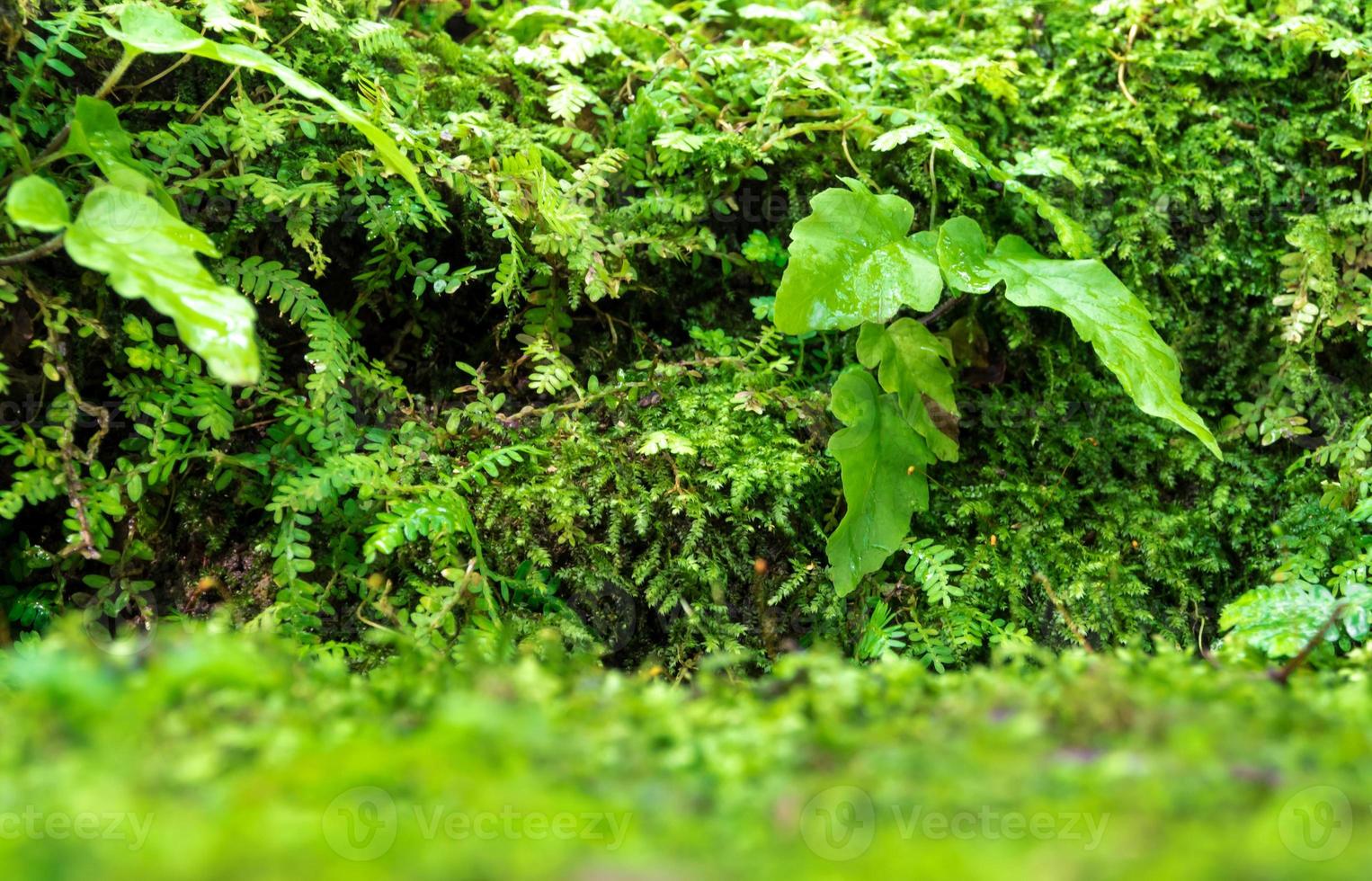 frescor verde musgo e samambaias com gotas de água crescendo na floresta tropical foto