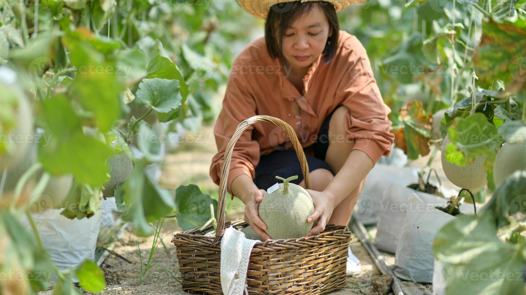 agricultoras colhendo melões no jardim. foto