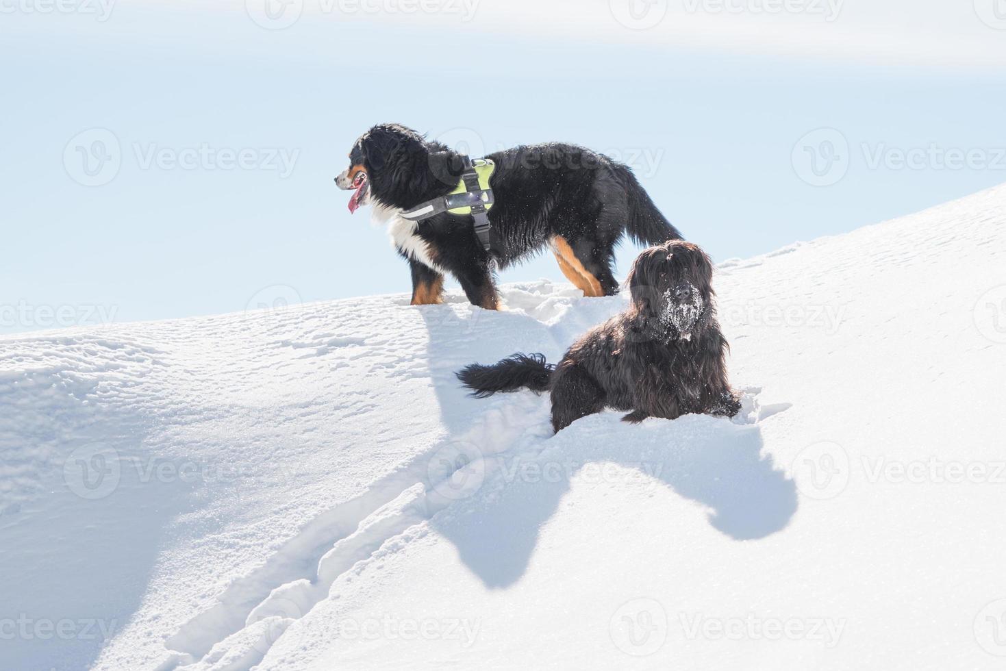 pastor bergamasco é oberland na neve no inverno foto