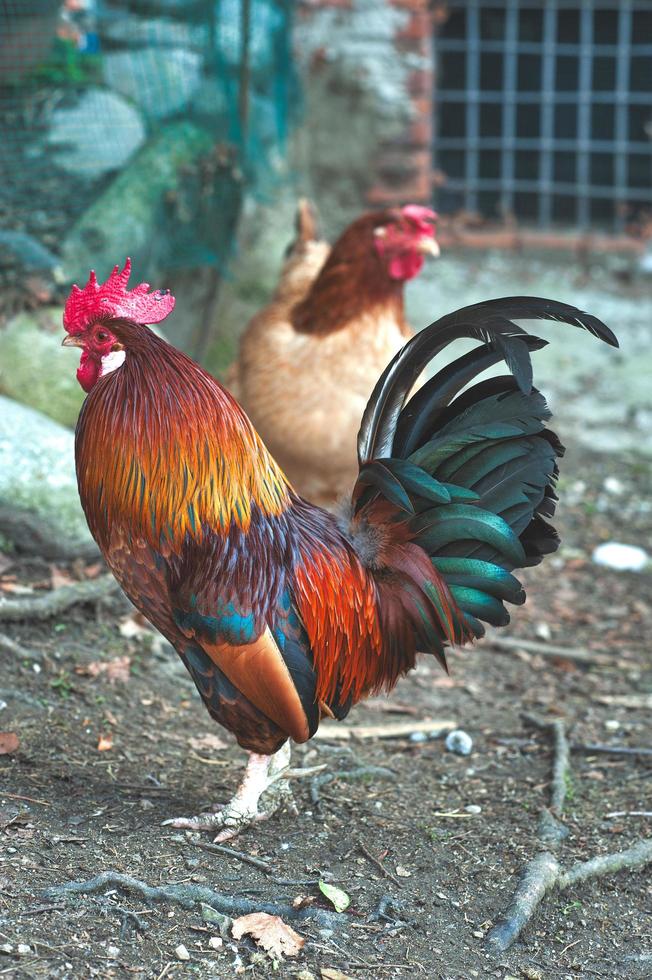 galinha em um galinheiro de fazendeiro rural foto