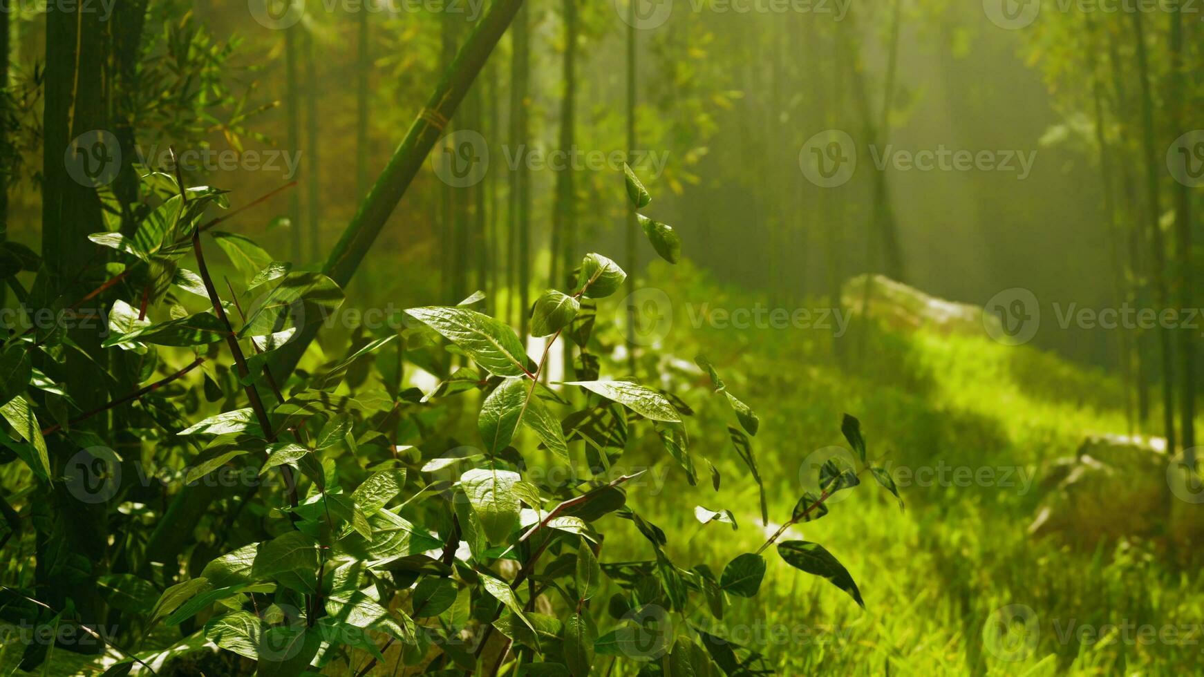 verde bambu floresta dentro a manhã luz solar foto