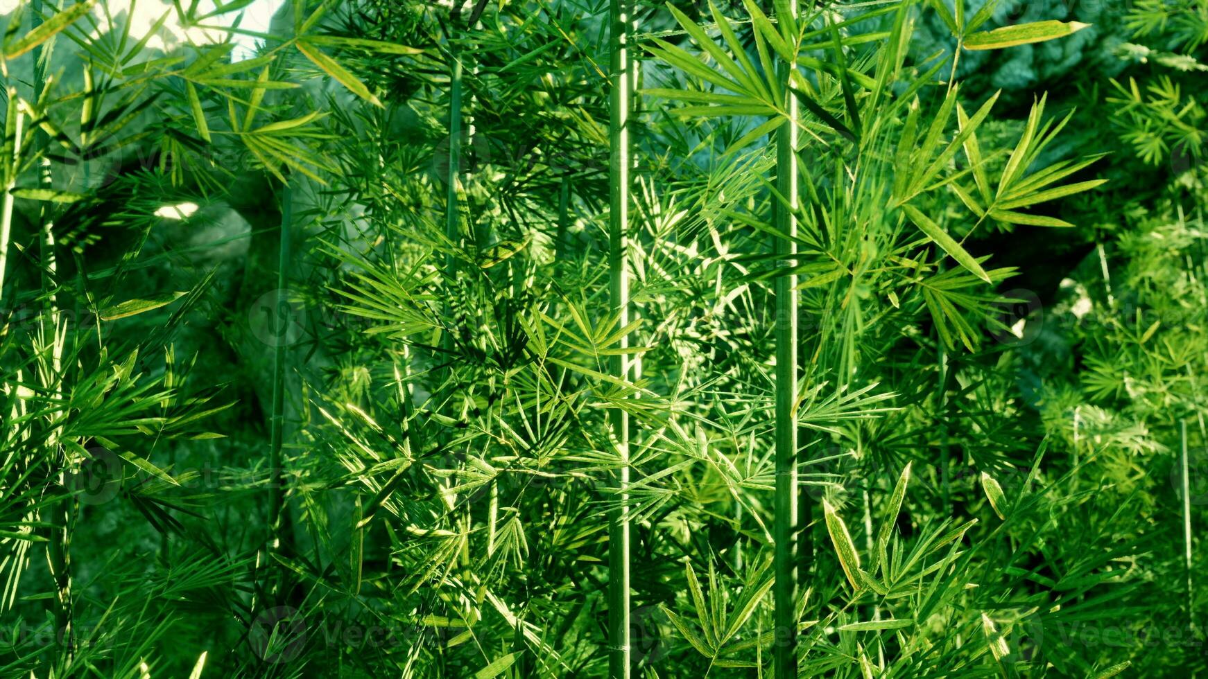 uma ampla grupo do verde plantas dentro uma campo foto