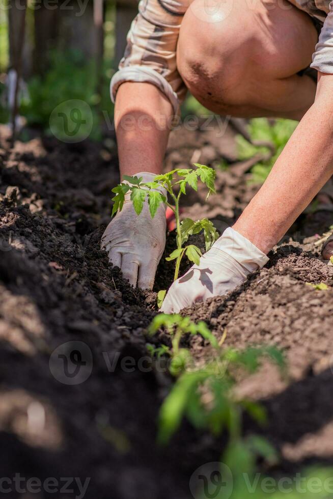 a velho mulher plantas mudas do tomates dentro dela jardim foto