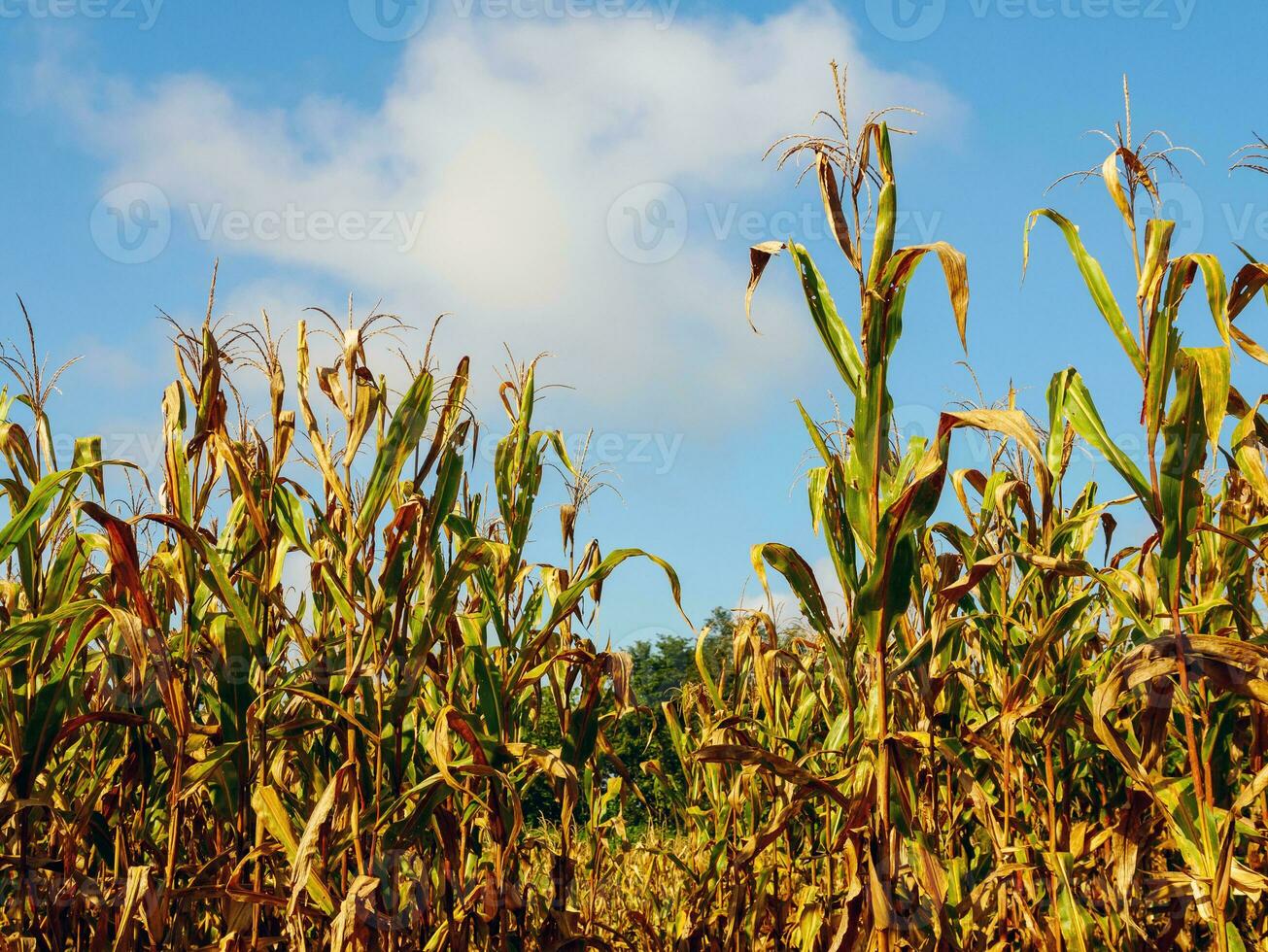 milho campo durante colheita e azul céu, seco milho Campos pronto para colheita foto
