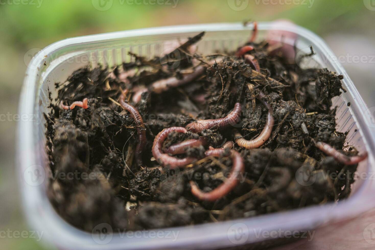 uma caixa do terra dentro que lá estão muitos vermes foto