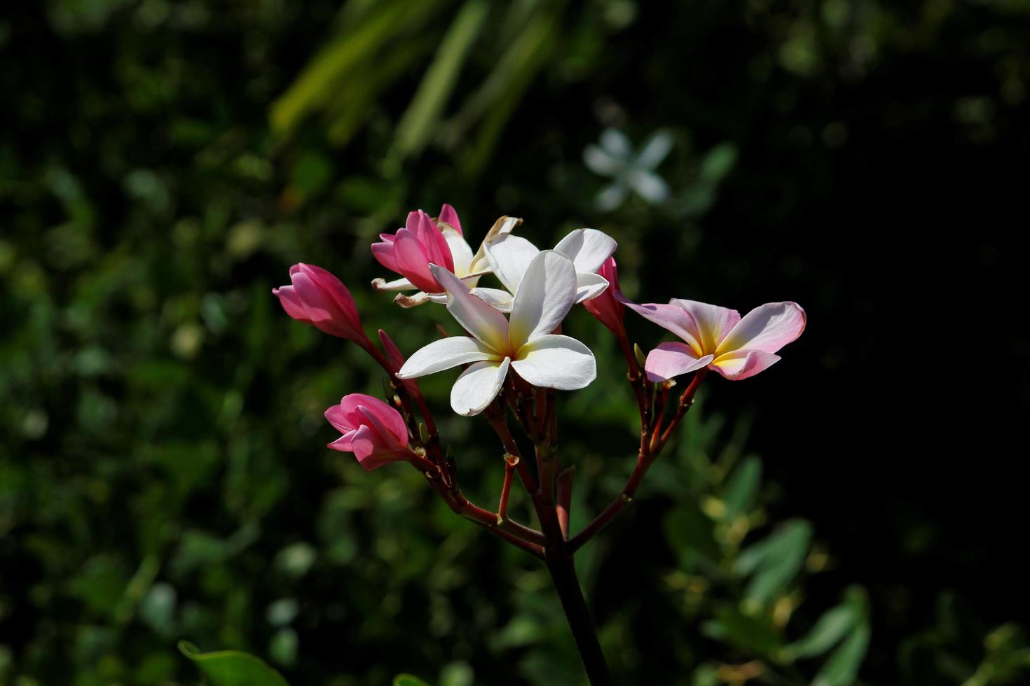 decoração para jardins tropicais com flores naturais foto