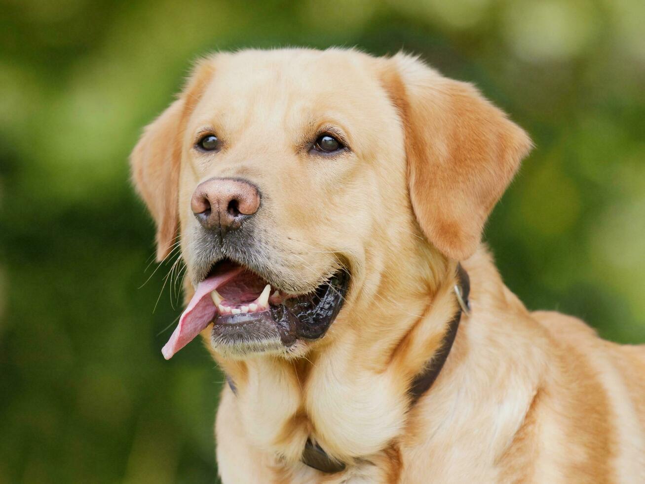 a cachorro parece muito agradável foto