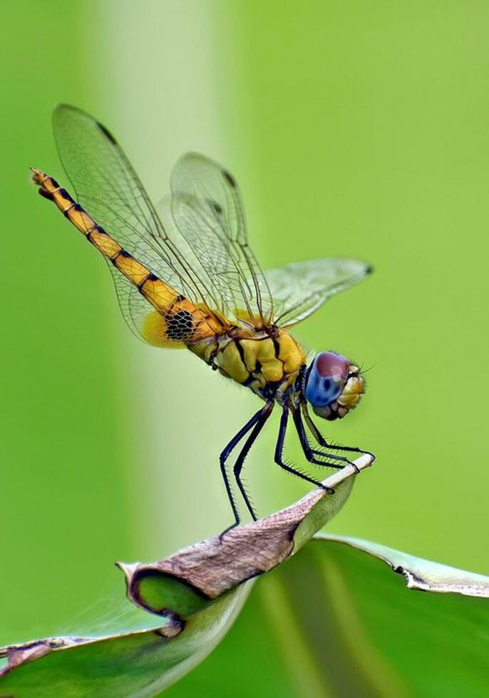 lindo libélulas dentro natureza, natureza imagens, beleza dentro natureza, frescor, fotografia foto
