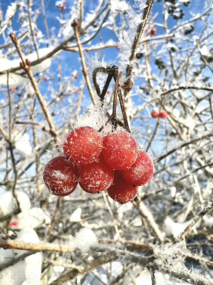 neve coberto galhos do vermelho montanha cinza em uma frio inverno dia. foto