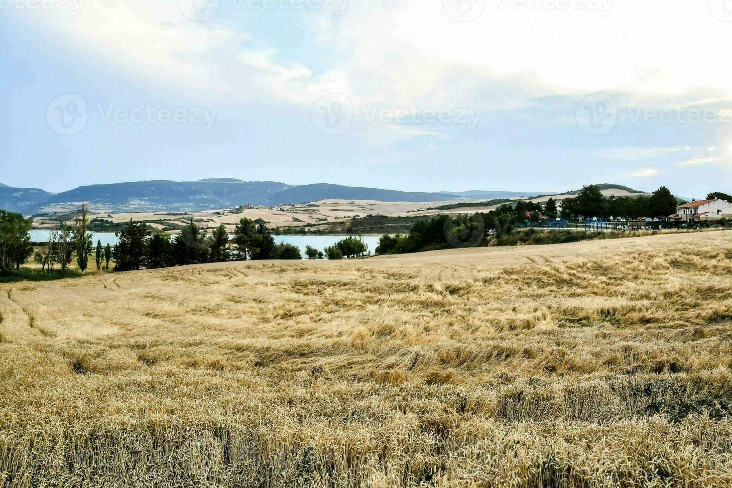 uma campo do trigo com uma lago dentro a fundo foto