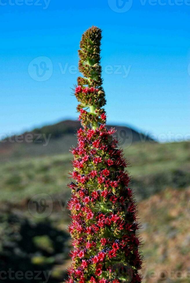 uma vermelho flor com verde folhas dentro a meio do uma campo foto