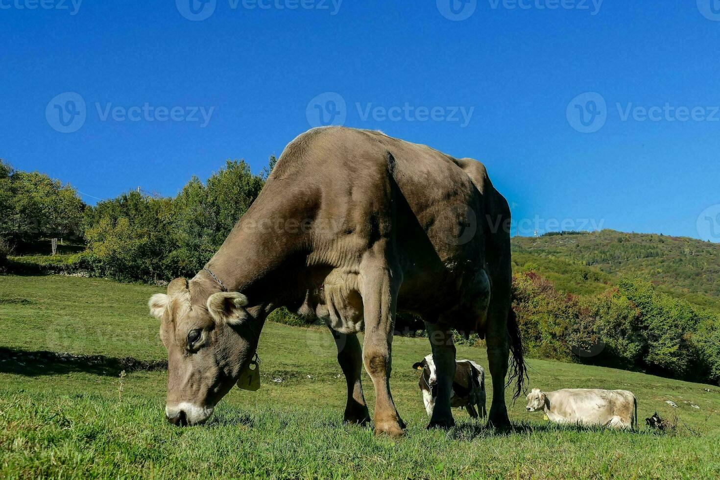 uma vaca pastar dentro uma campo com de outros vacas foto