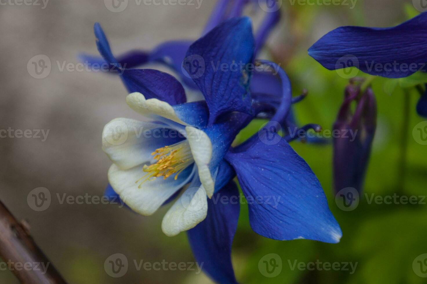 flores dentro Loire foto