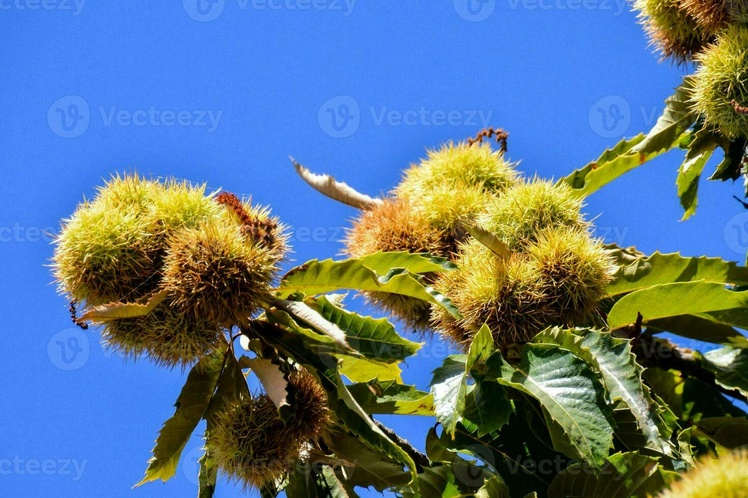 castanha árvore com maduro fruta em a galhos foto